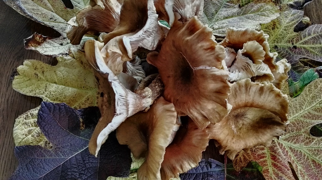 Funghi chiodini sul tavolo con foglie